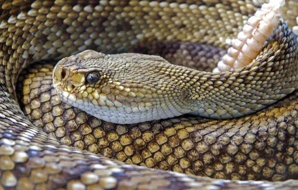 Animal, hunter, dangerous, lethal, Diamond Back Rattle Snake