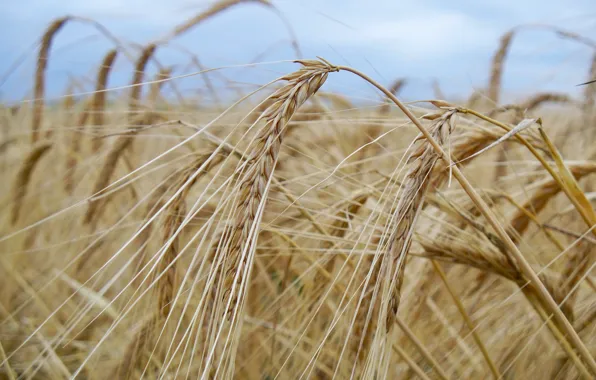 Картинка пшеница, поле, небо, макро, тучи, природа, красота, зерна