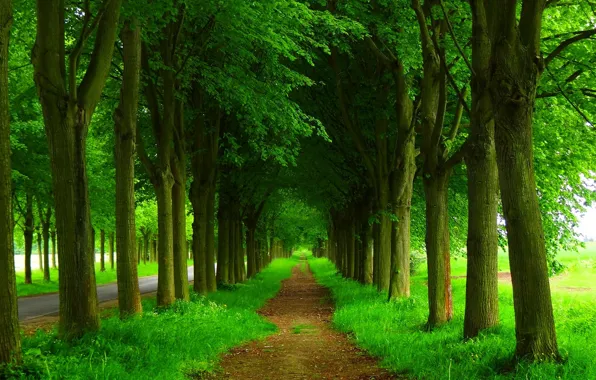 Картинка дорога, лес, деревья, природа, парк, весна, forest, road