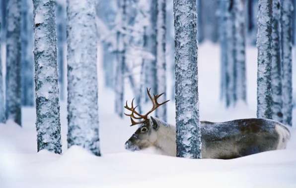 Картинка зима, лес, снег, деревья, природа, олень