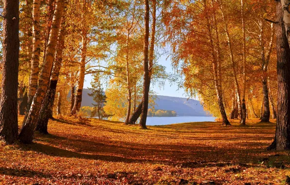 Осень, деревья, озеро, листопад, краски осени