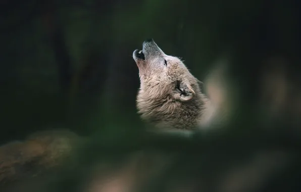 Белый, морда, природа, поза, темный фон, волк, вой, боке