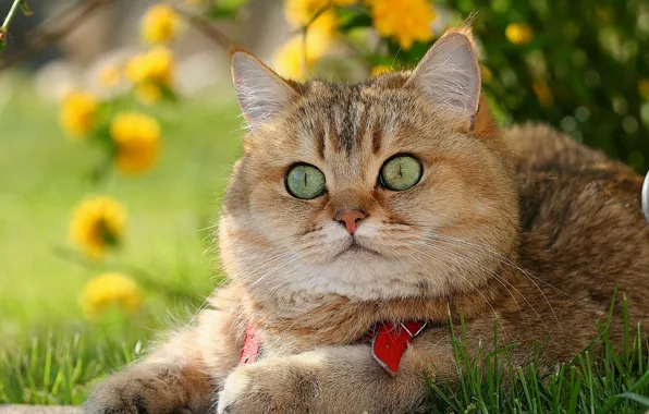 Картинка кот, взгляд, морда, рыжий, британец, глазища, Британская короткошёрстная, Котофей
