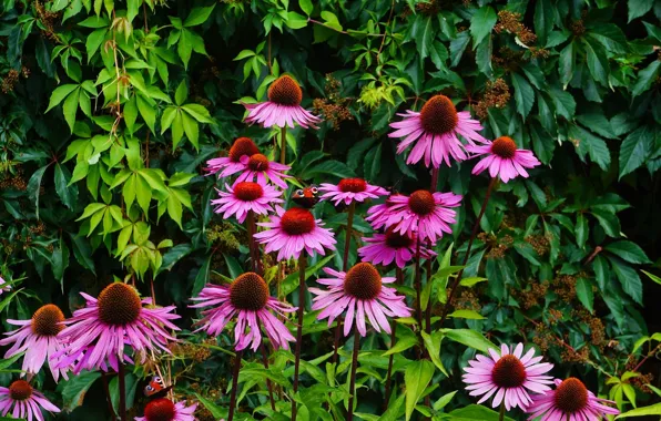 Flower, garden, bloom