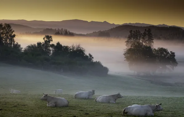 Природа, туман, коровы, скот