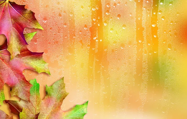 Картинка листья, капли, фон, клен