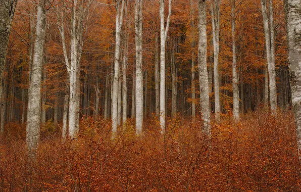 Осень, лес, деревья, ветки, стволы, листва