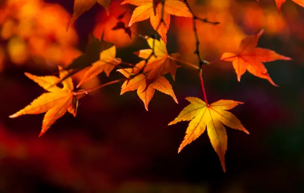 Картинка осень, листья, colorful, клен, autumn, leaves, осенние, maple