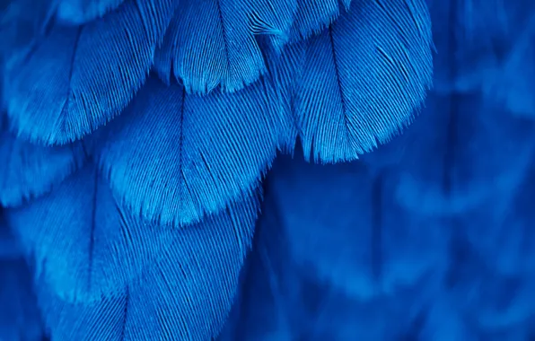 Птица, текстура, перья, синие