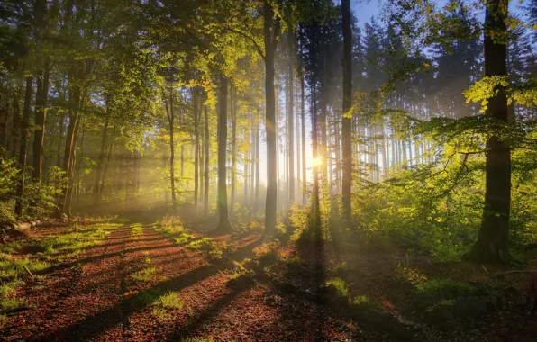 Картинка осень, лес, свет, природа