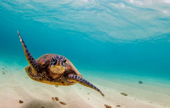 Картинка sea, ocean, turtle, sea turtle, swiming