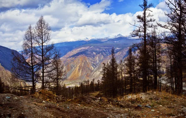 Облака, деревья, пейзаж, горы, природа, берег, Алтай, республика