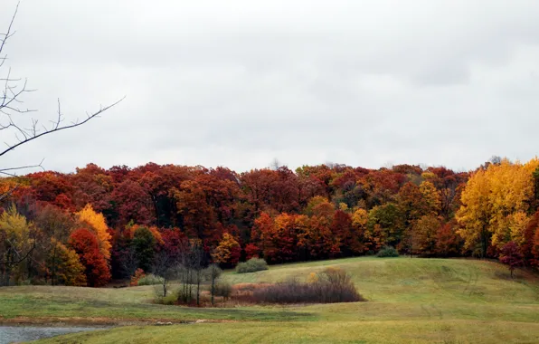 Картинка поле, осень, лес, деревья, colors, forest, field, Autumn