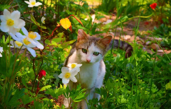Картинка Кошка, Цветочки, Cat