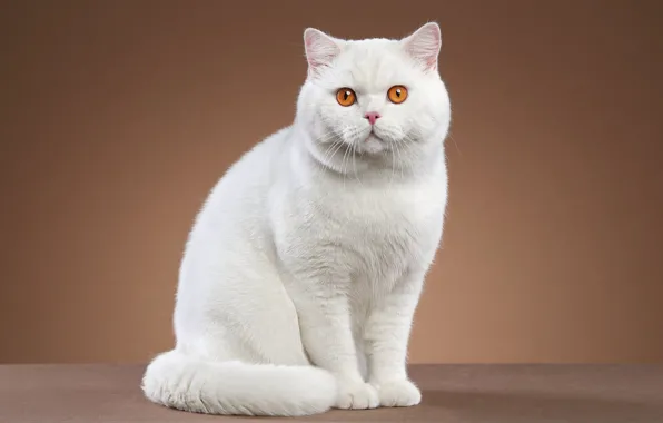 Кошка, кот, взгляд, поза, белая, сидит, британская