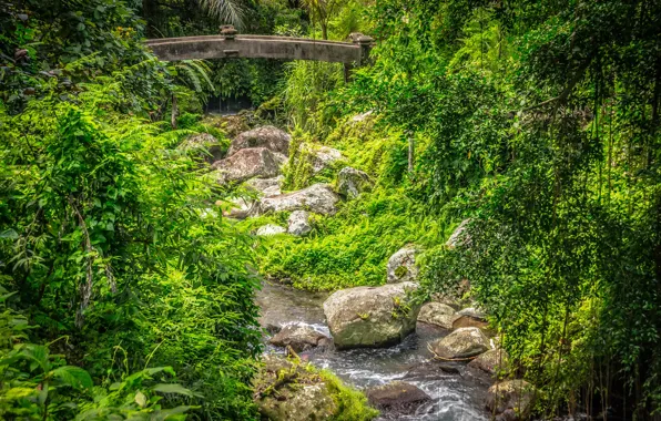Лес, мост, ручей, камни, Бали, Индонезия