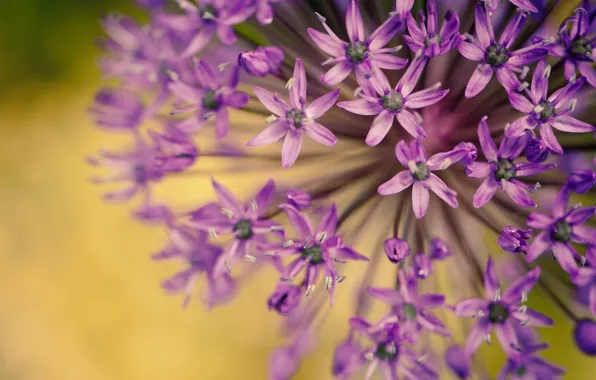 Картинка фиолетовый, макро, цветы, фон, widescreen, обои, растение, размытие