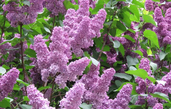 Картинка цветы, весна, цветение, сирень