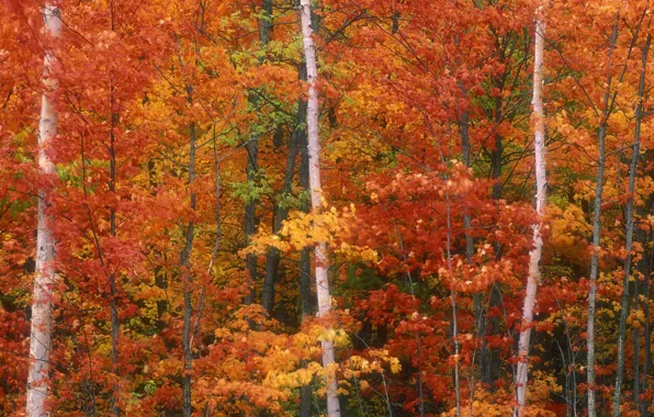 Trees, autumn, foliage