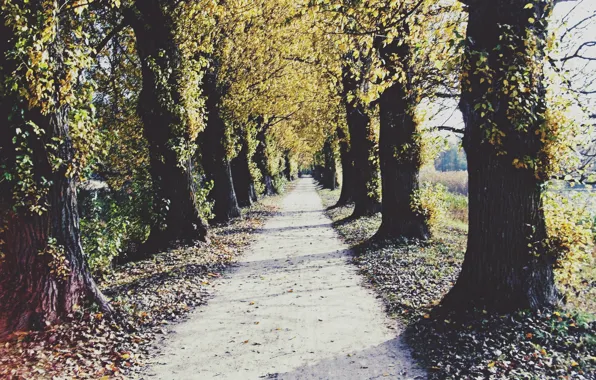 Trees, landscape, nature, autumn