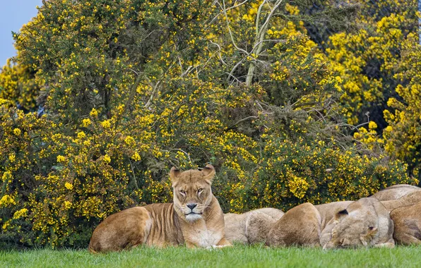 Кошки, львы, львица, кусты, ©Tambako The Jaguar