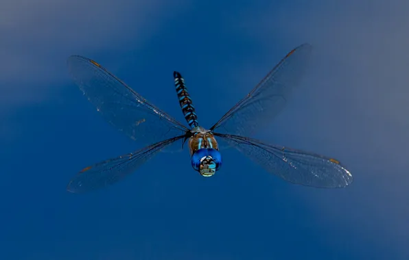 Крылья, стрекоза, насекомое, Rhionaeshna multicolor, Blue-eyed Darner