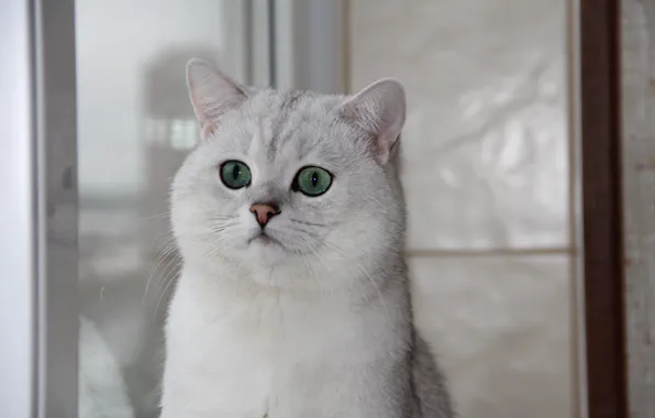 Картинка кошка, окно, зеленые глаза, Британская шиншилла