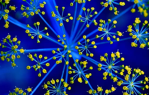 Цветы, природа, растение