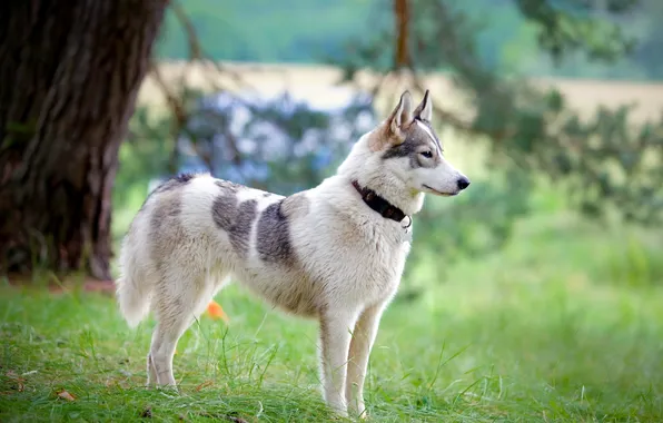 Природа, друг, собака