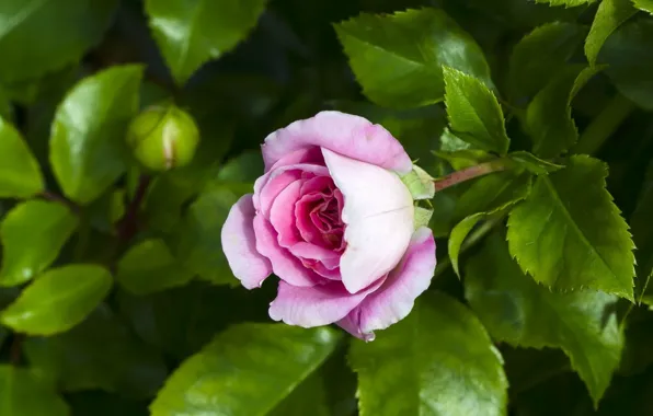 Картинка листья, розы, бутоны