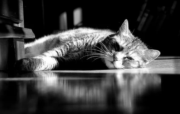 Картинка кошка, кот, лежит, полосатый, отдыхает