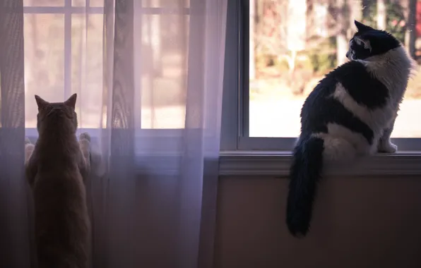 Кошка, кот, взгляд, кошки, поза, комната, коты, две