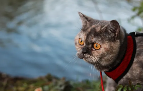 Кошка, кот, взгляд, мордочка, котейка