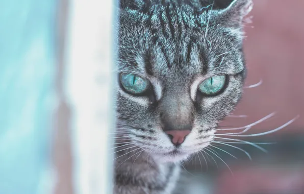 Кошка, кот, усы, взгляд, морда, крупный план, серый, портрет