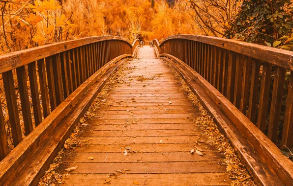 Картинка осень, листья, деревья, мост, парк, тропа, nature, yellow