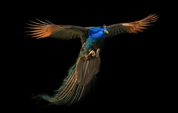 Картинка полет, павлин, flight, peacock, Nancy Xu