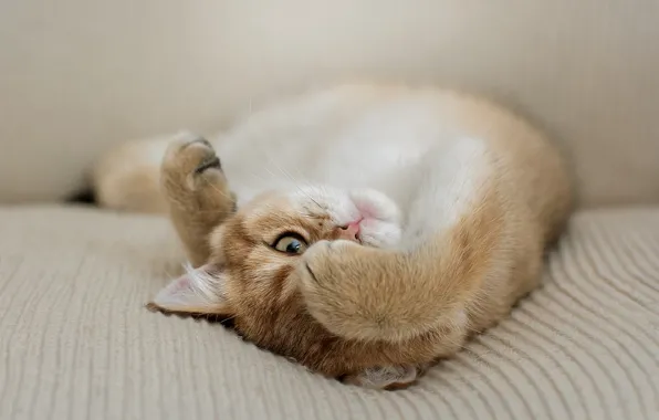Картинка лапки, пятнистая кошка, лежит на спине