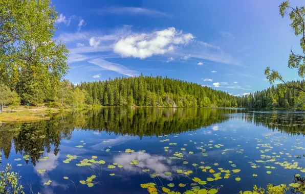 Лес, лето, деревья, озеро, отражение, Норвегия, Norway, Oslo County