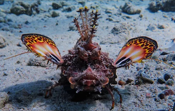 Взгляд, бабочка, дракон, underwater, Alien, подводное, dragon, look