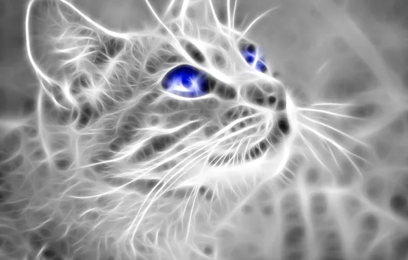 White, black, cat, blue eyes, look up