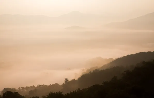 Картинка лес, туман, фото, гора, сепия, вид сверху