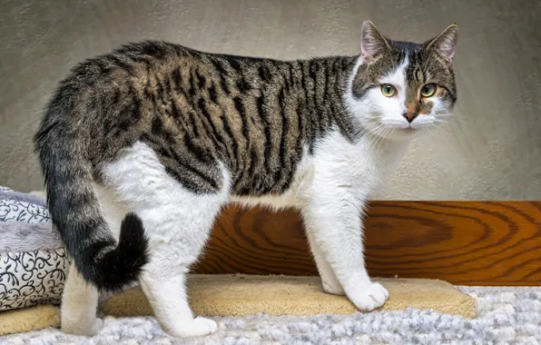 Кошка, кот, взгляд, мордашка, серый с белым