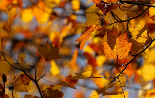 Картинка осень, листья, октябрь, боке