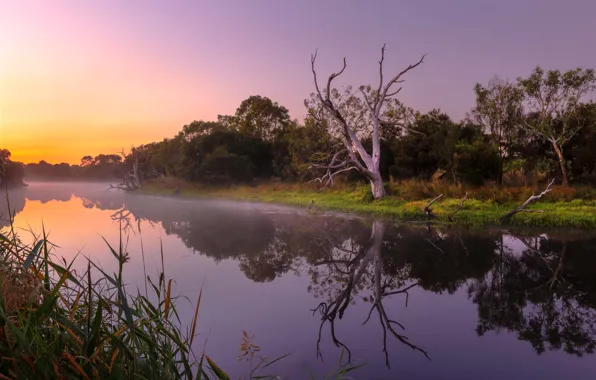 Картинка закат, река, дерево