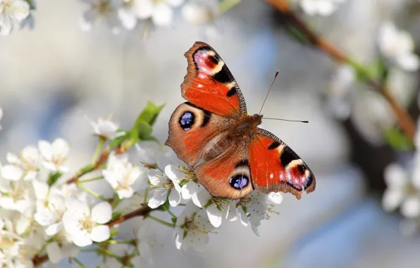 Природа, бабочка, красота, весна, сад, красиво, цветение