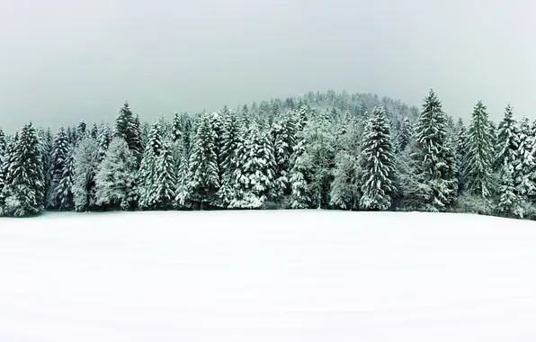 Лес, снег, ёлки