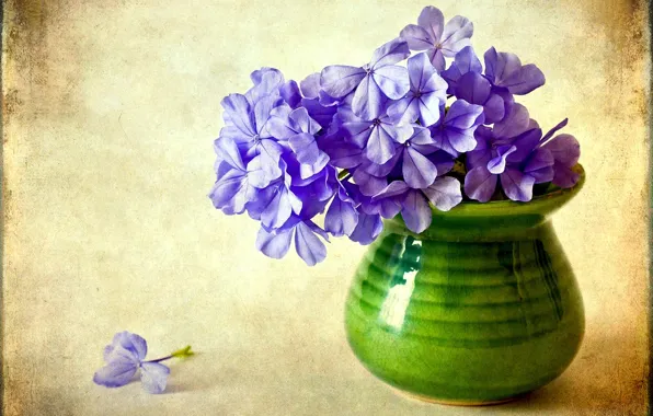 Цветок, фиолетовый, цветы, ваза, флоксы