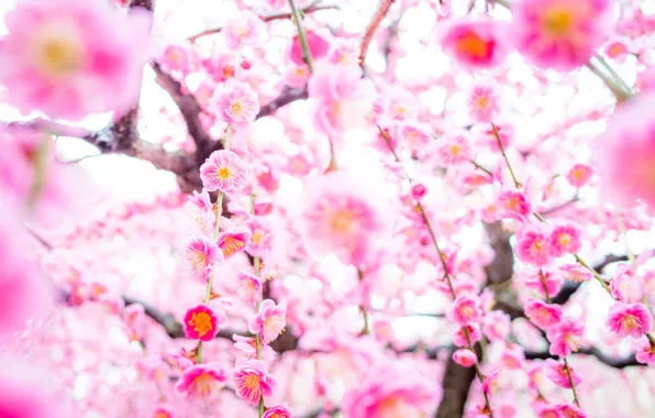 Дерево, весна, сакура, цветение