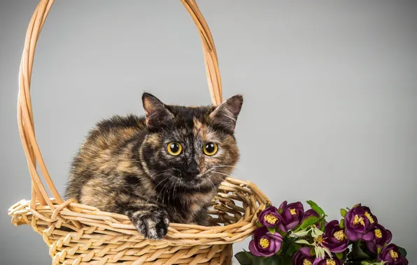 Картинка кошка, кот, фон, корзина, киса