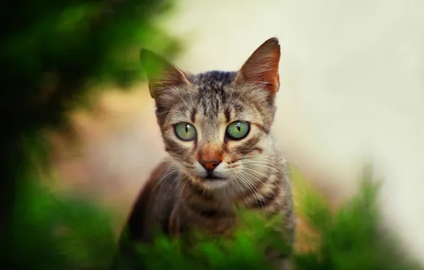 Кошка, взгляд, ветки, поза, котенок, серый, портрет, мордашка